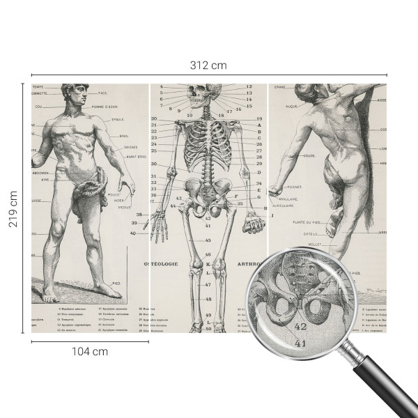 Tapety ścienne samoprzylepne Klasyczna anatomia 312x219 Wallfluent, 9088735