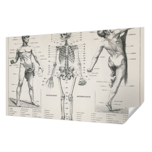 Tapety ścienne samoprzylepne Klasyczna anatomia 416x254 Wallfluent, 9114225