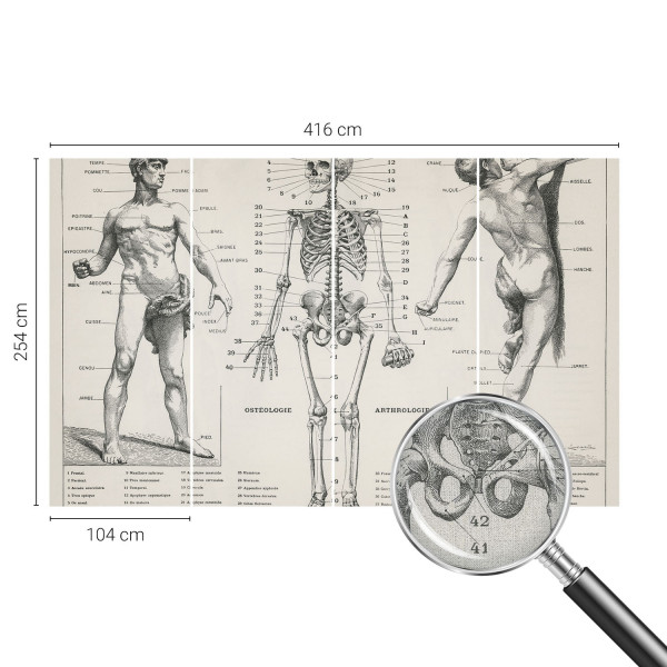 Tapety ścienne samoprzylepne Klasyczna anatomia 416x254 Wallfluent, 9114229