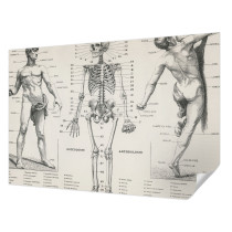 Tapety ścienne samoprzylepne Klasyczna anatomia 152x104 Wallfluent