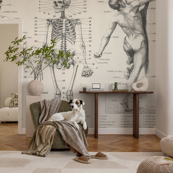 Tapety ścienne samoprzylepne Klasyczna anatomia 152x104 Wallfluent, 9128993