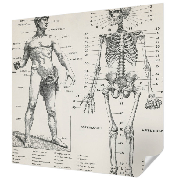 Tapety ścienne samoprzylepne Klasyczna anatomia 250x250 Wallfluent, 9135759