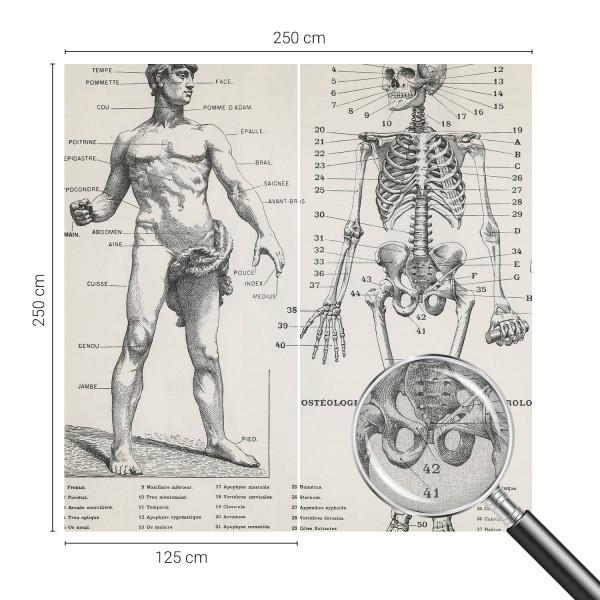 Tapety ścienne samoprzylepne Klasyczna anatomia 250x250 Wallfluent, 9135763