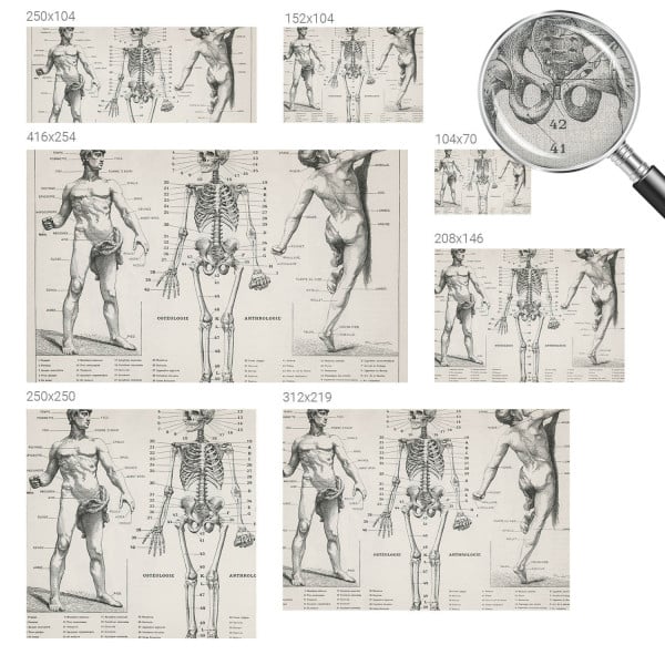 Tapety ścienne samoprzylepne Klasyczna anatomia 250x250 Wallfluent, 9135764