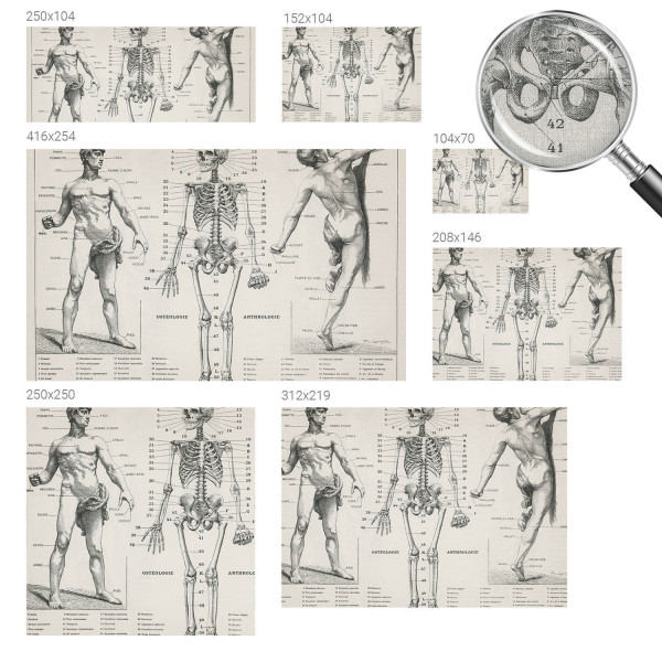 Tapety ścienne samoprzylepne Klasyczna anatomia 208x146 Wallfluent, 9181950