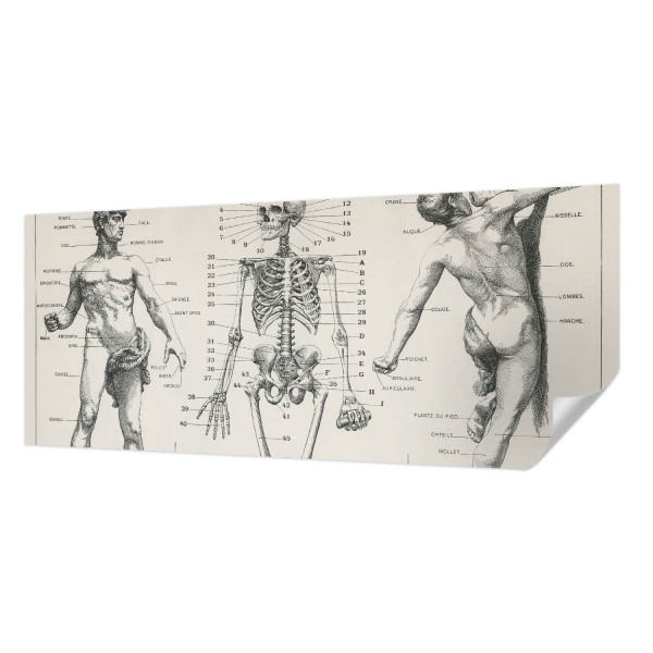 Tapety ścienne samoprzylepne Klasyczna anatomia 250x104 Wallfluent, 9194902