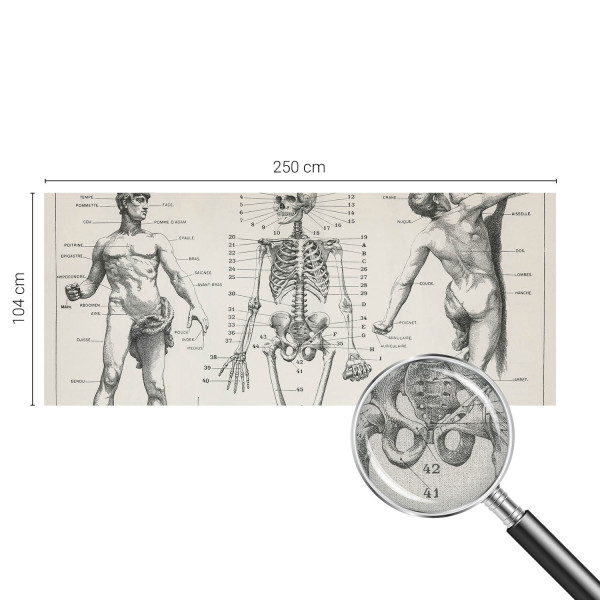 Tapety ścienne samoprzylepne Klasyczna anatomia 250x104 Wallfluent, 9194906